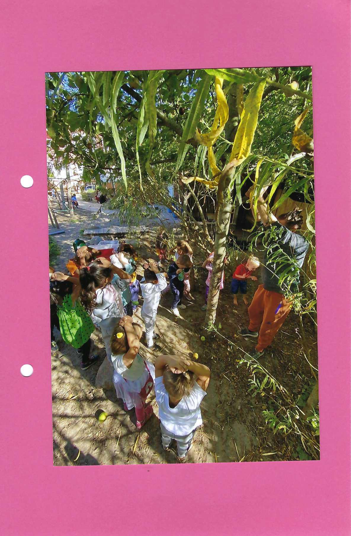 Obstbaum f�r Kinder sch�tteln